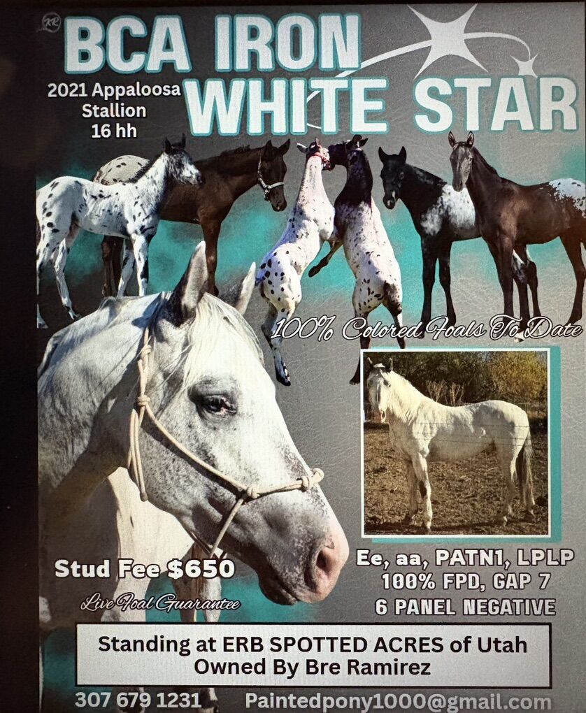 Dble Registered Appaloosa Stud