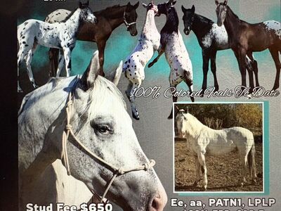 Dble Registered Appaloosa Stud