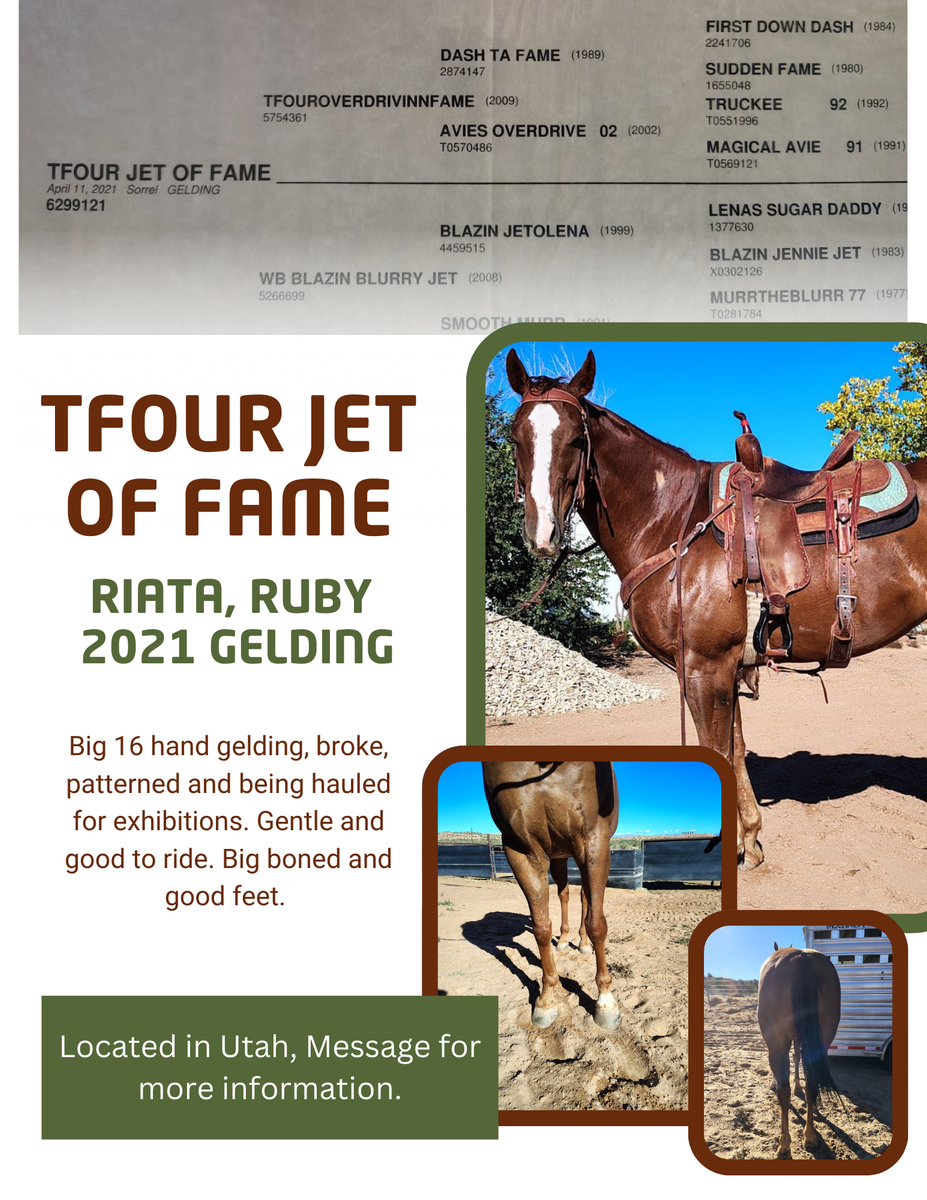 Barrel Horse