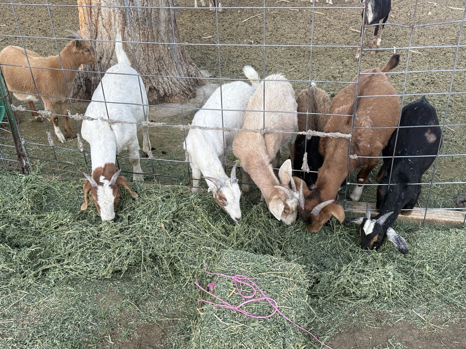 9 wethers, 1 Boer doeling and 2 bucks
