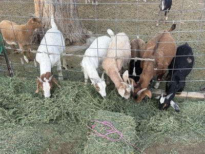 9 wethers, 1 Boer doeling and 2 bucks