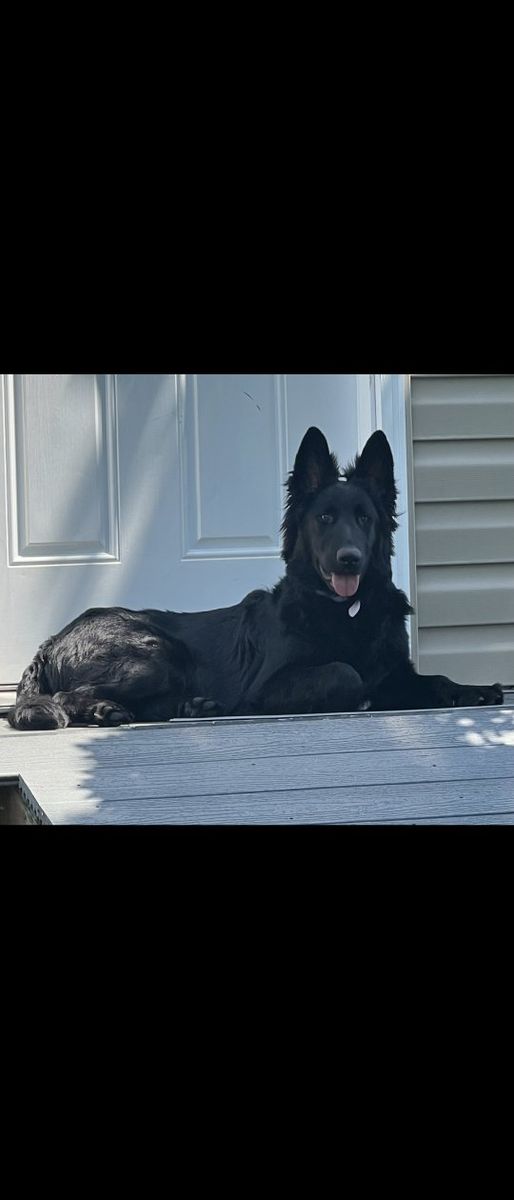 Looking for a stud to breed with my purebred German shepherd. must be pure bred
