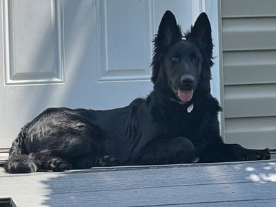Looking for a stud to breed with my purebred German shepherd. must be pure bred