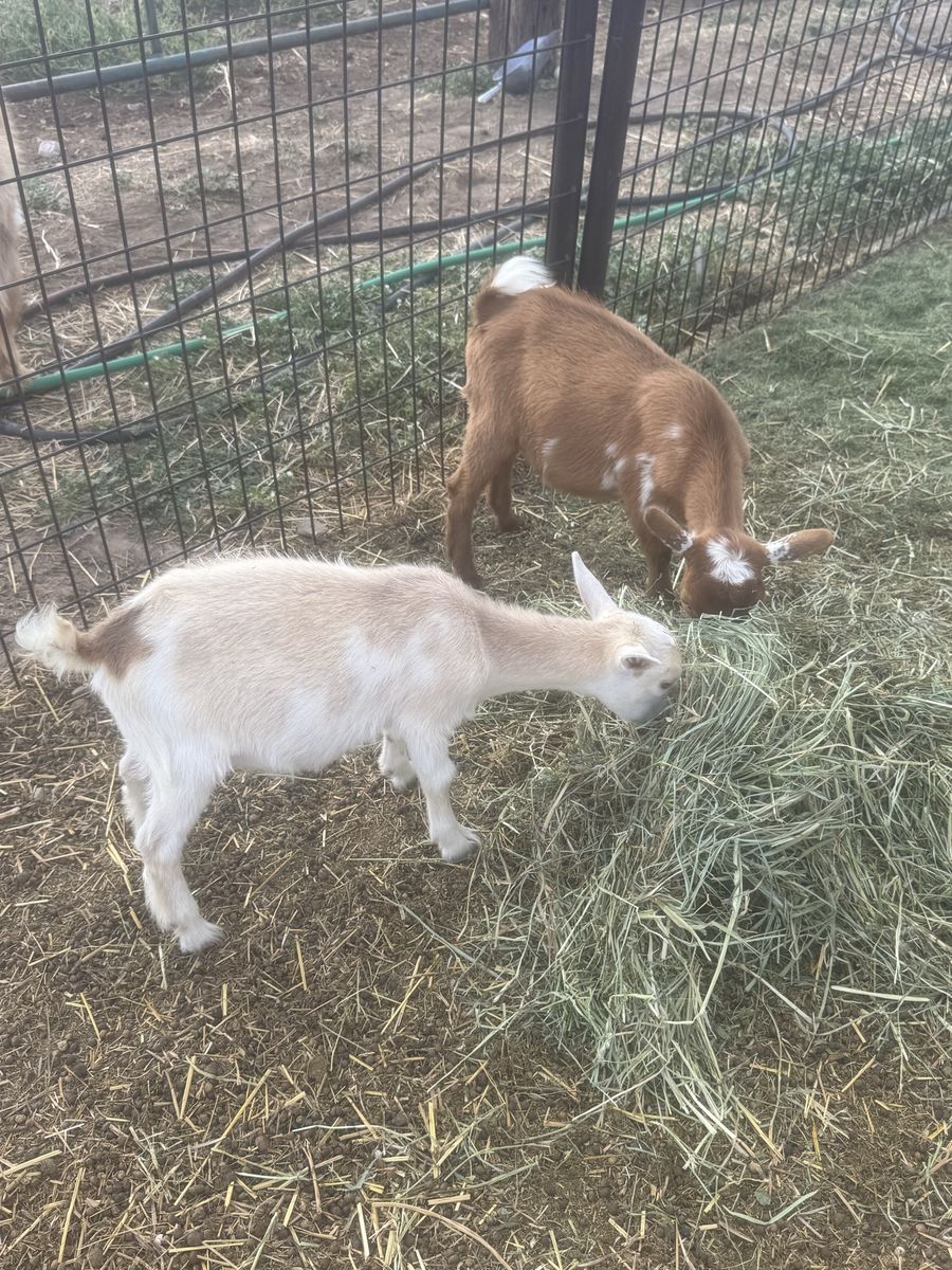 2 Nigerian Dwarf Does $100 each 