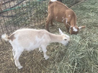 2 Nigerian Dwarf Does $100 each
