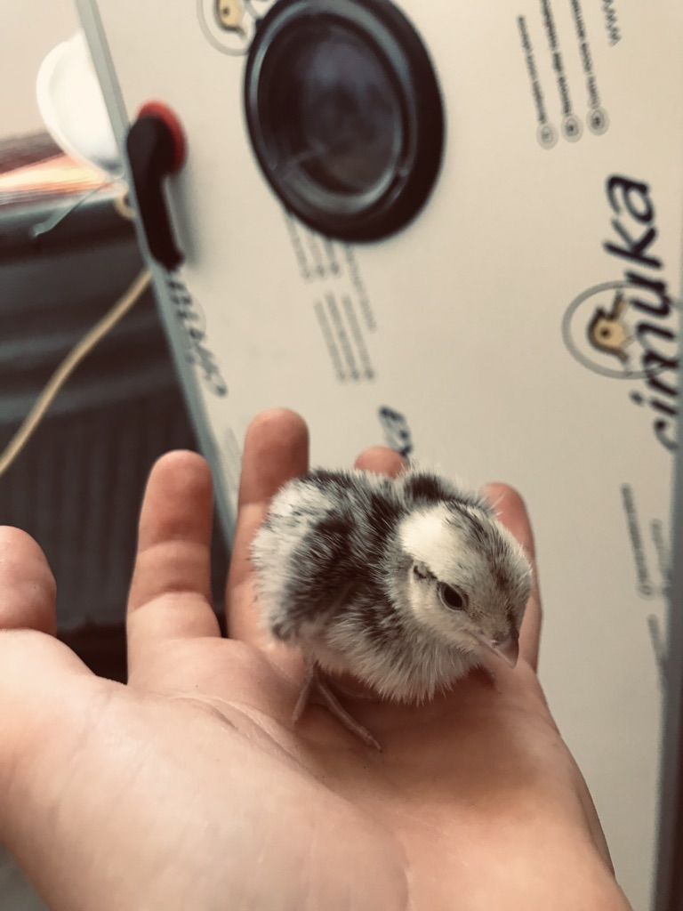 Snowflake Bobwhite Quail Chicks For Sale!