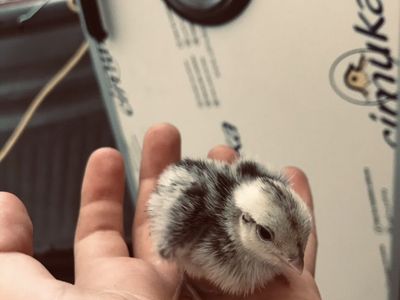 Snowflake Bobwhite Quail Chicks For Sale!