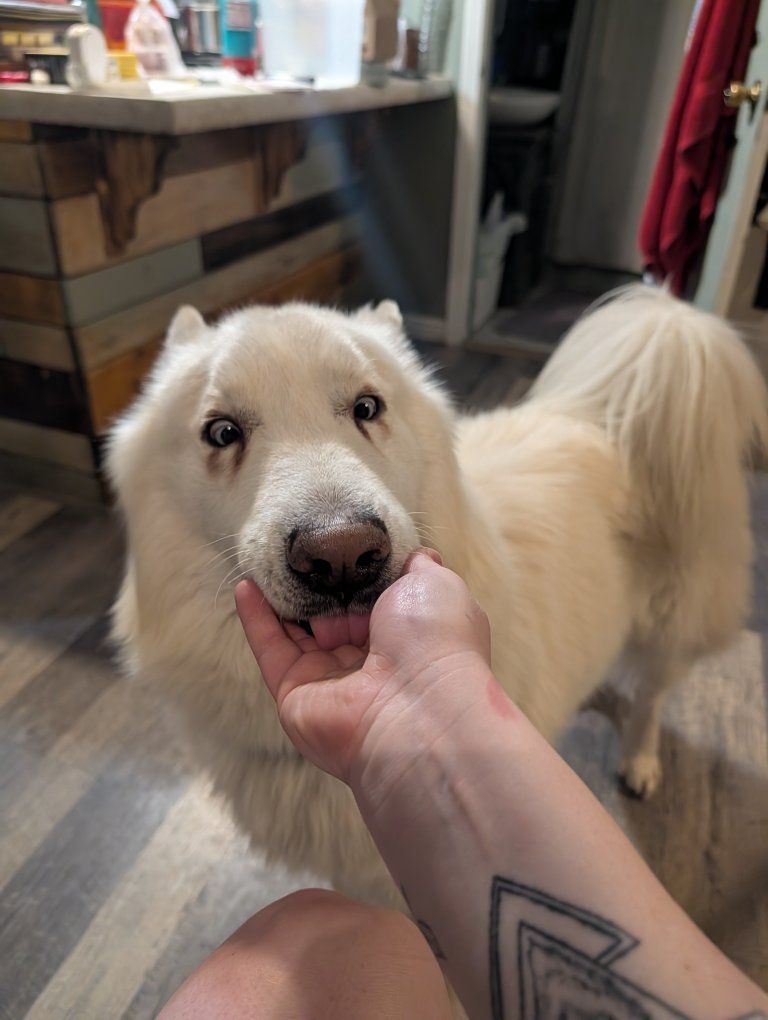 Husky Malamute NAID Mystery Mix Neutered