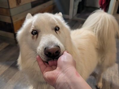 Husky Malamute NAID Mystery Mix Neutered