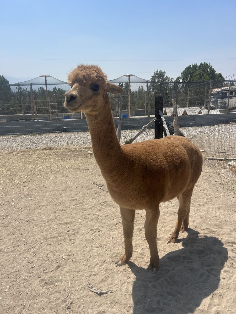 Registered Male Alpaca