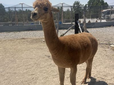 Registered Male Alpaca