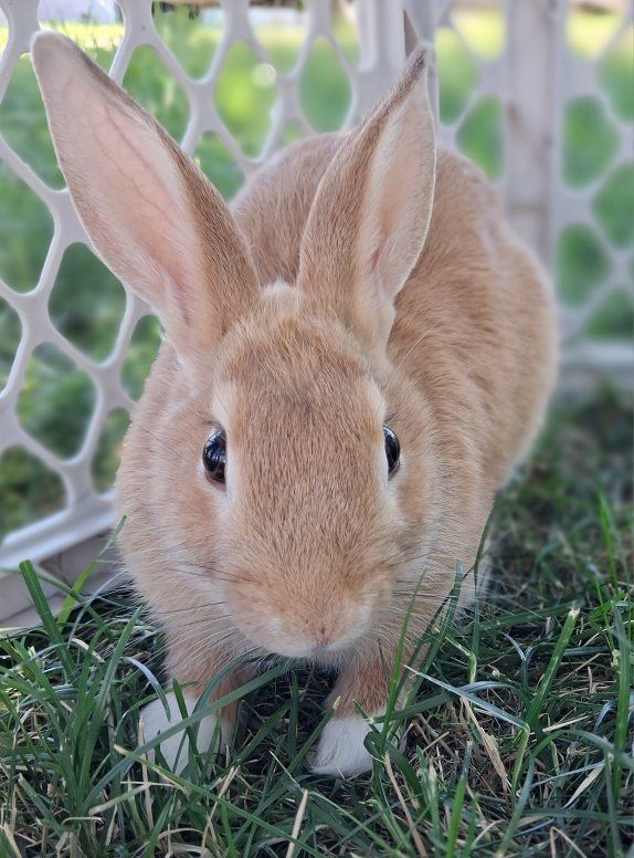 Adorable 12 week Rabbit for Adoption -
