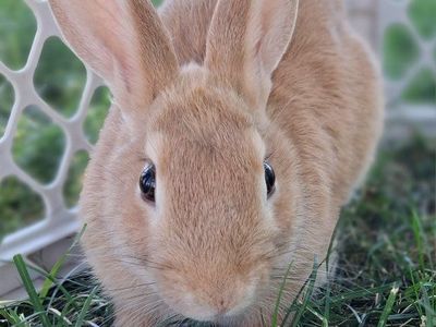 Adorable 12 week Rabbit for Adoption -