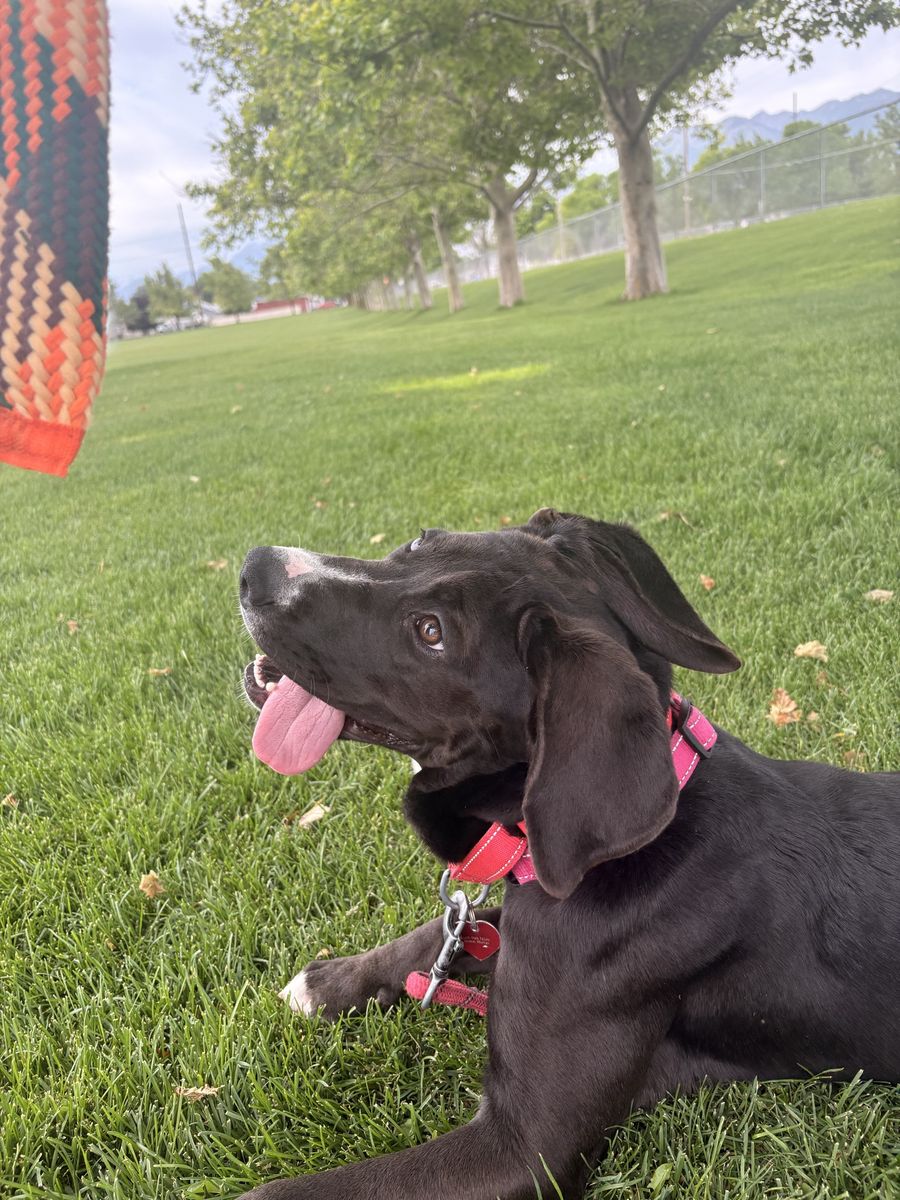 6 month mastiff/lab puppy