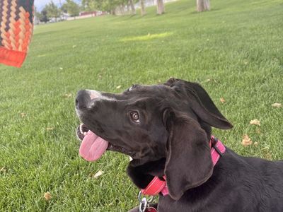 6 month mastiff/lab puppy