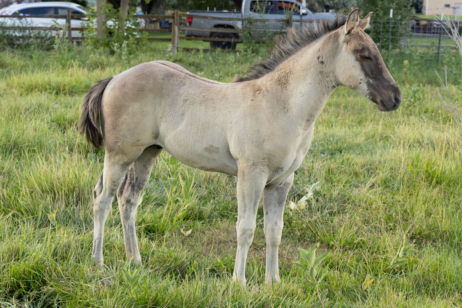 Ranch bred colts