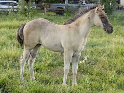 Ranch bred colts