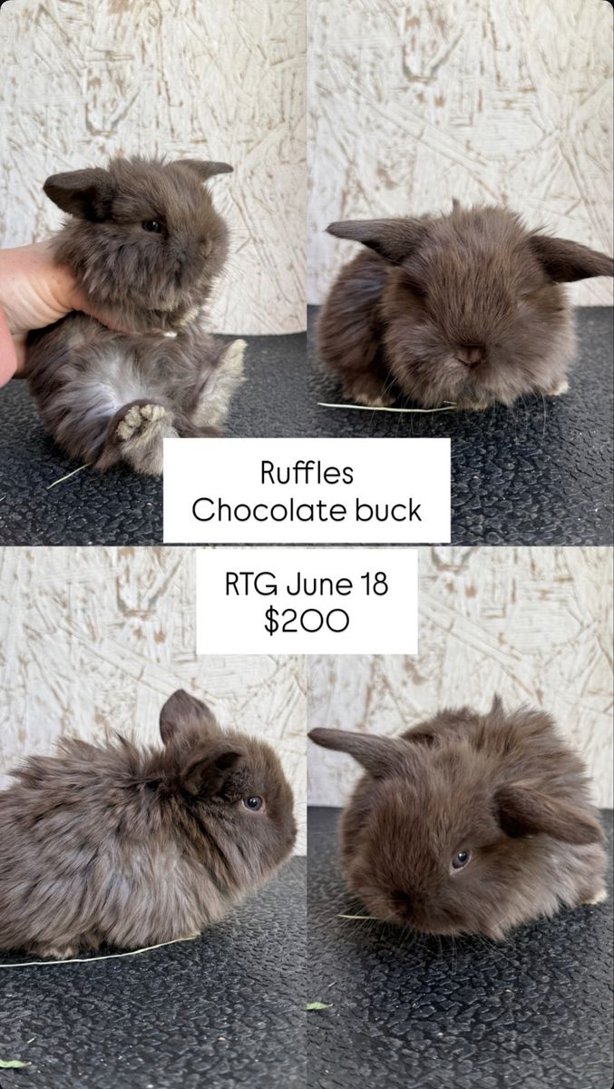 Pedigreed Holland Lops