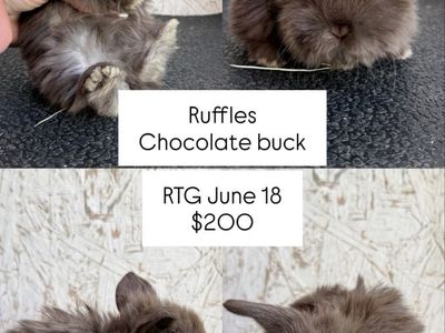 Pedigreed Holland Lops