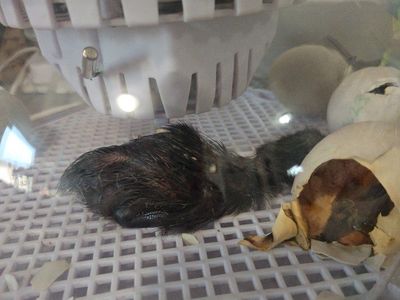 Fertilized Black Cayuga Duck Eggs