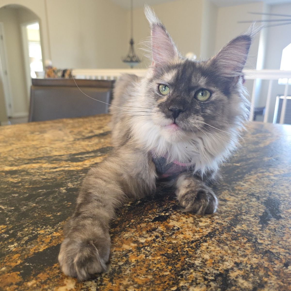 Maine Coon, High Silver, Reverse Smoke F, Mignonne