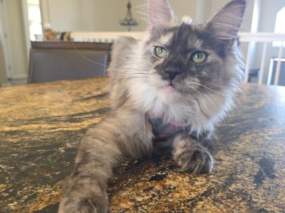 Maine Coon, High Silver, Reverse Smoke F, Mignonne