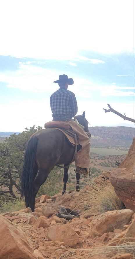 2 year old Mare