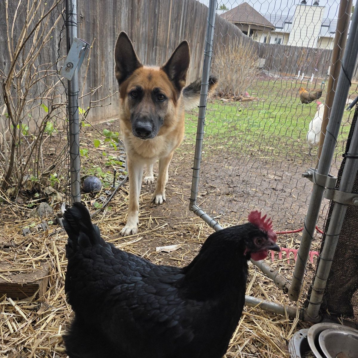 Purebred laying hens(about 1 year old)