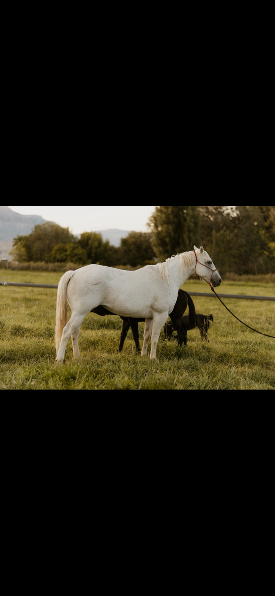 AQHA Grey Broodmare