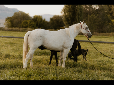 AQHA Grey Broodmare