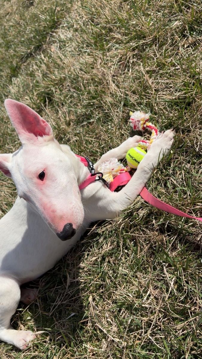 Bull Terrier