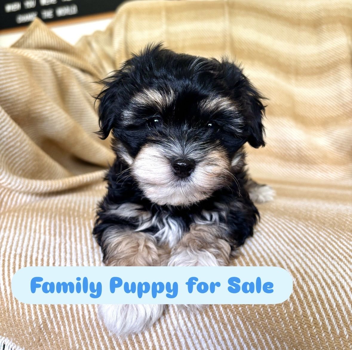 Cavapoo/Maltipoo Puppy for Sale