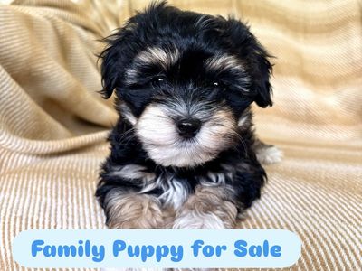 Cavapoo/Maltipoo Puppy for Sale