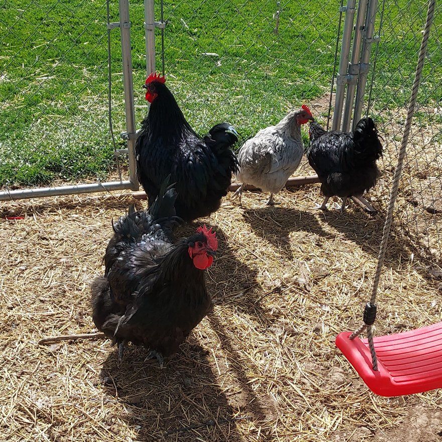 Young Meat Cockrels/Roosters $15  each