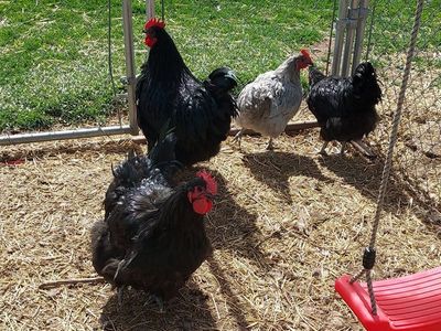 Young Meat Cockrels/Roosters $20 each