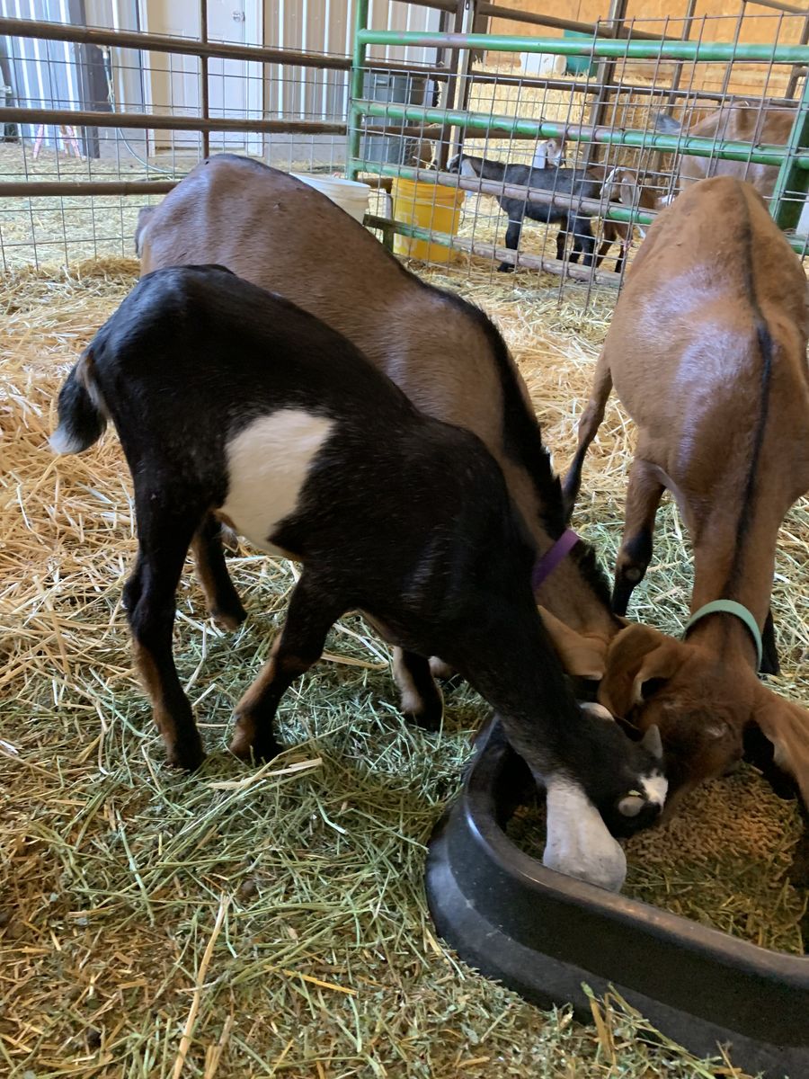 Nubian Buckling