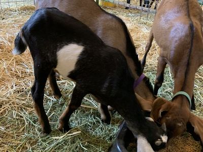 Nubian Buckling