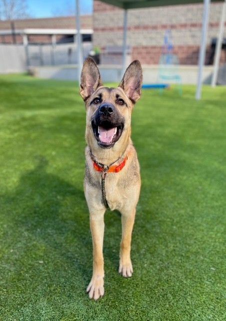 A159094 Ogden is Available for Adoption!