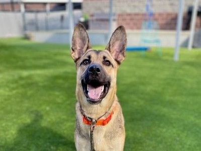 A159094 Ogden is Available for Adoption!