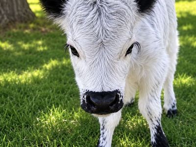 AMAZING Mini highpark cow/heifer calf pair