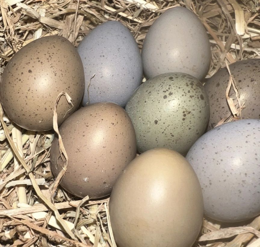 Fertlized Button quail eggs for sale