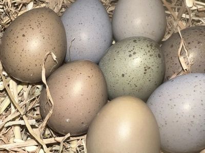 Fertlized Button quail eggs for sale