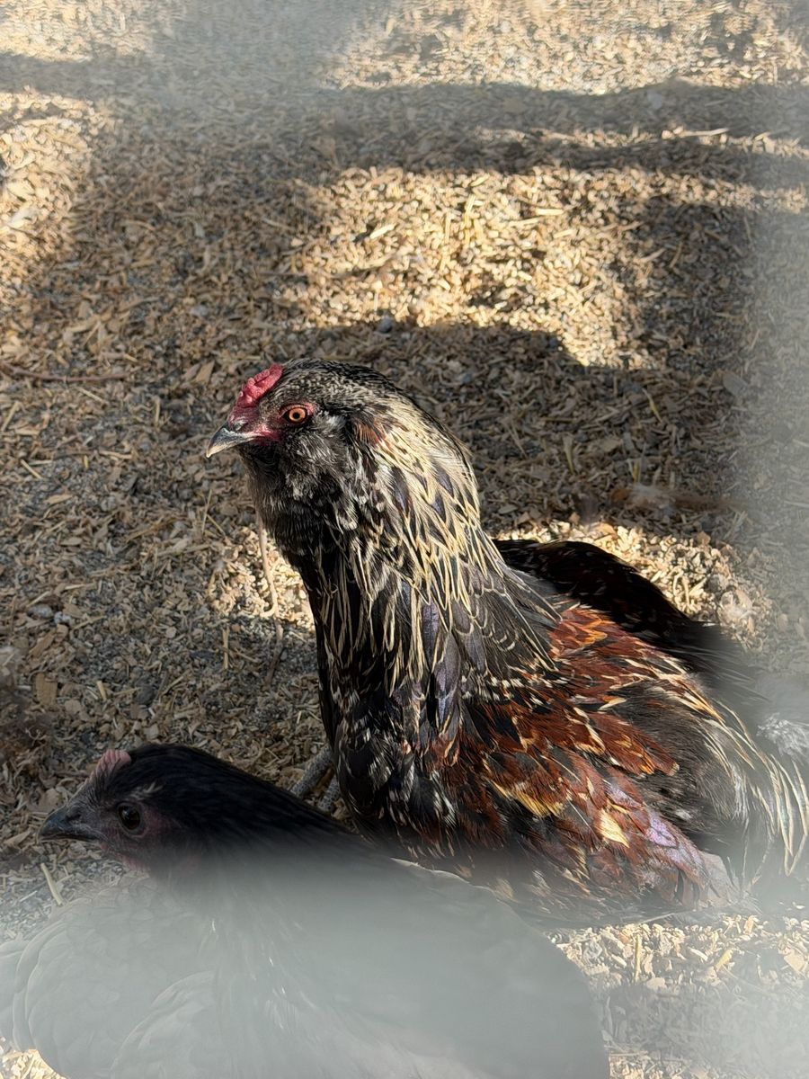 Free rooster
