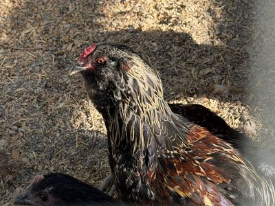 Free rooster