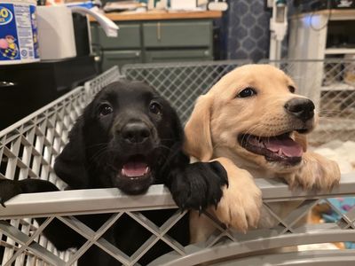 Springador puppies