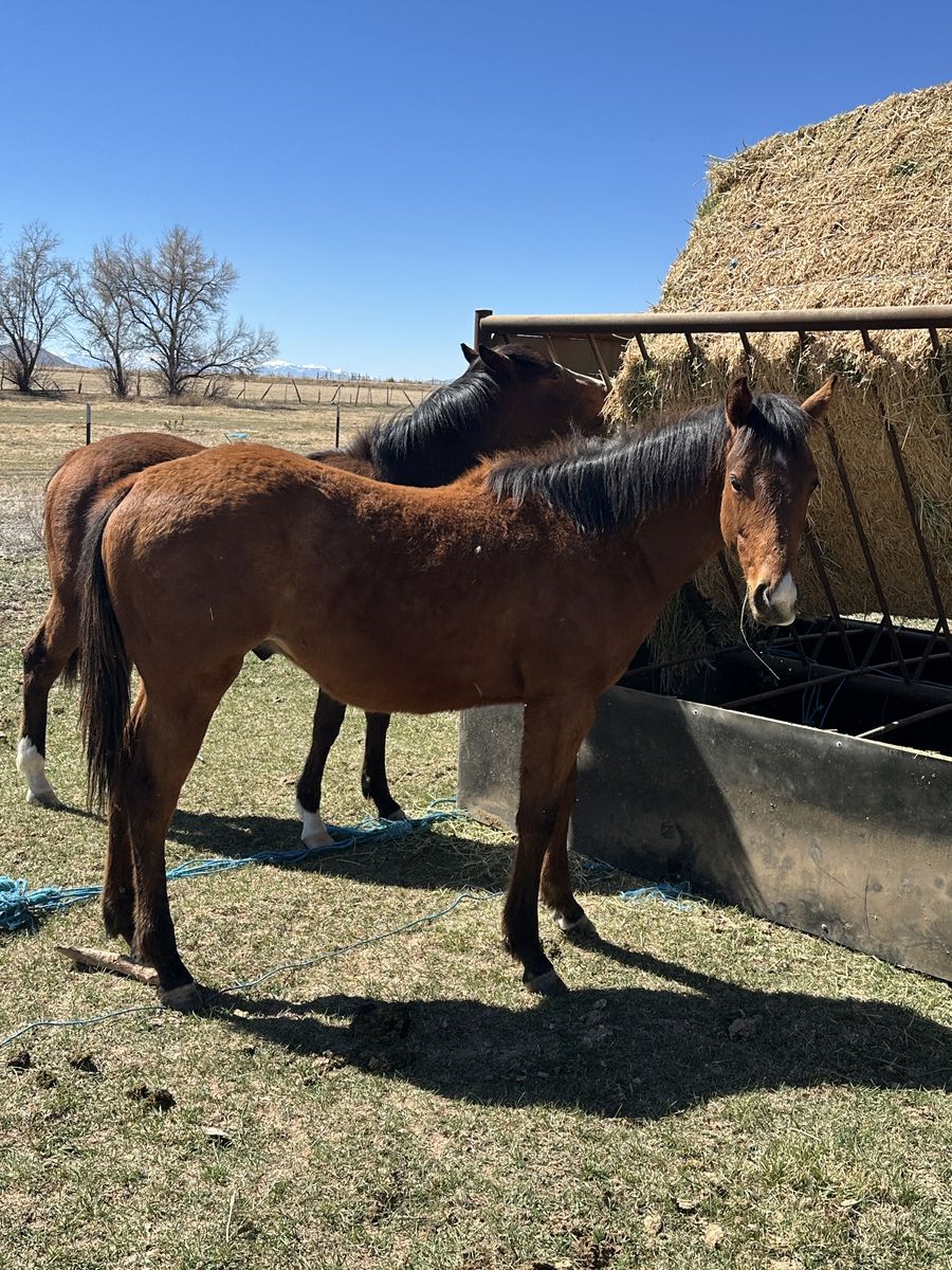 2025 AQHA Colt “One Fast Time” cow on top speed on bottom!!!!