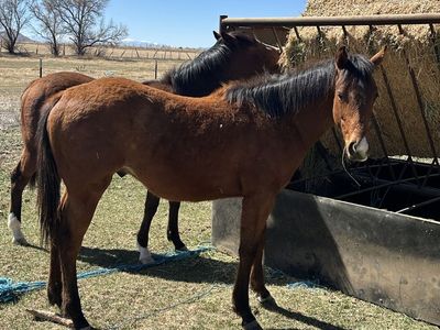 2025 AQHA Colt “One Fast Time” cow on top speed on bottom!!!!