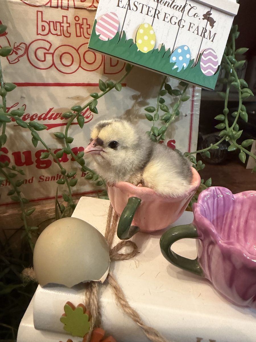 Chicks, Chicks, & More Chicks! EGGS!
