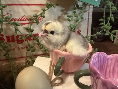 Chicks, Chicks, & More Chicks! EGGS!