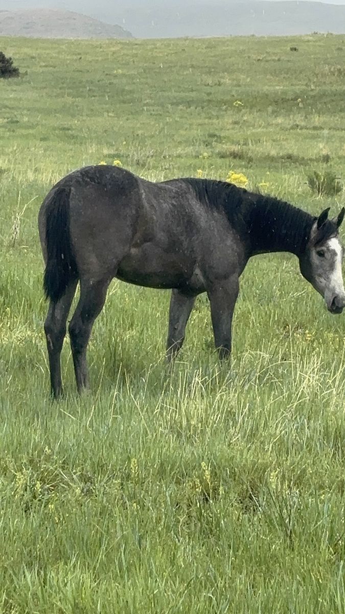 Chasin Smoke N Fame yearling filly
